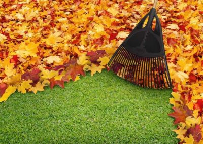 fall-cleanup